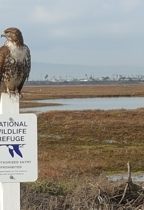 Red tail hawk on National Wildlife Refuge sign with estuary in background.
