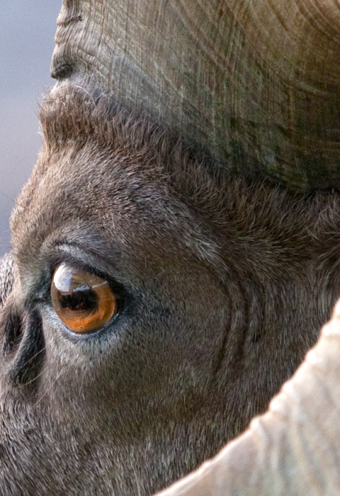 Close-up view of a desert bighorn sheep