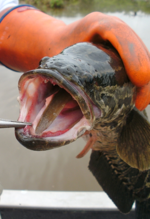 northern snakehead with eel in its mouth