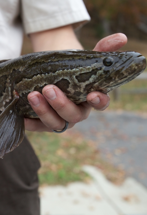 FWS biologist holding a northern snakehead