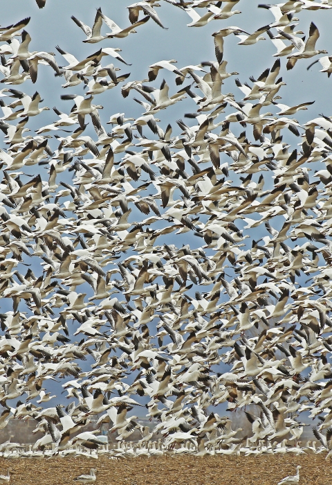 Flock of snow geese taking flight from farm field.