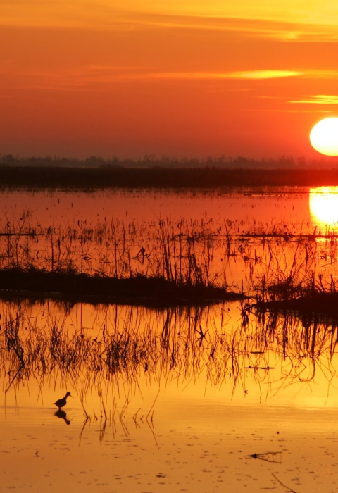 Sunrise over an expansive marsh with a wading bird in the foreground