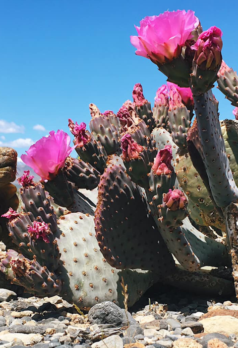 Desert Tortoise standing next to a blooming prickly pear cactus with pink flowers
