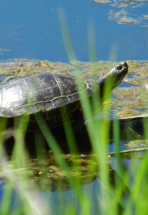 Turtle resting on a log in the pond