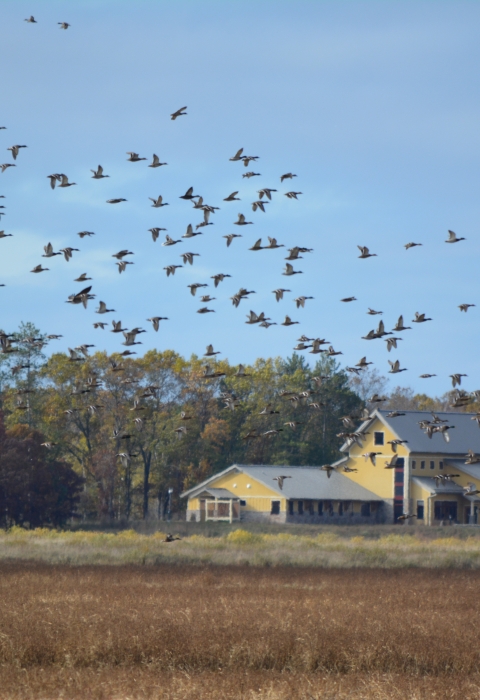 Waterfowl fly by Necedah's Visitor Center
