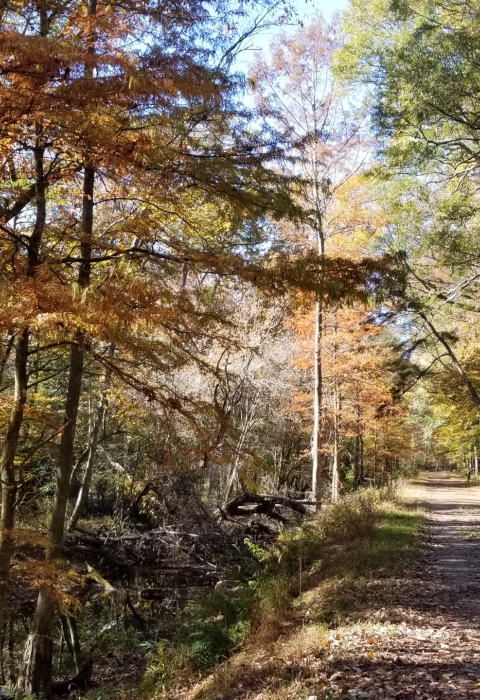 a trail leading through an autumn hardwood forest.