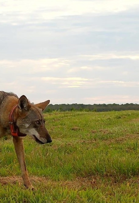 A lone red wolf, head down, walks along the edge of a field at Alligator River NWR