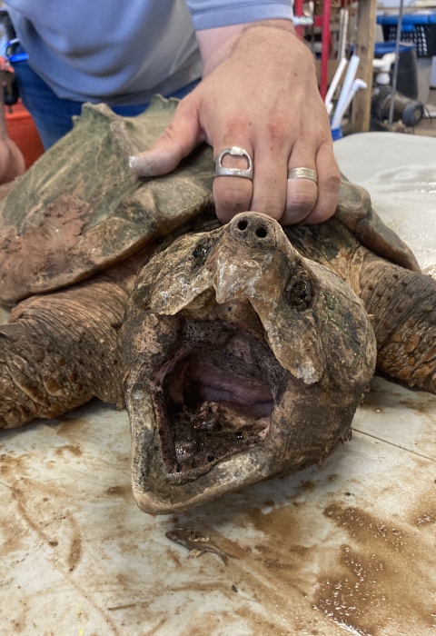 Decision on listing the alligator snapping turtle . Fish & Wildlife  Service