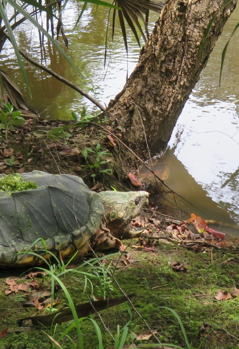 An adult alligator snapping turtle sitting on the bank of a waterway