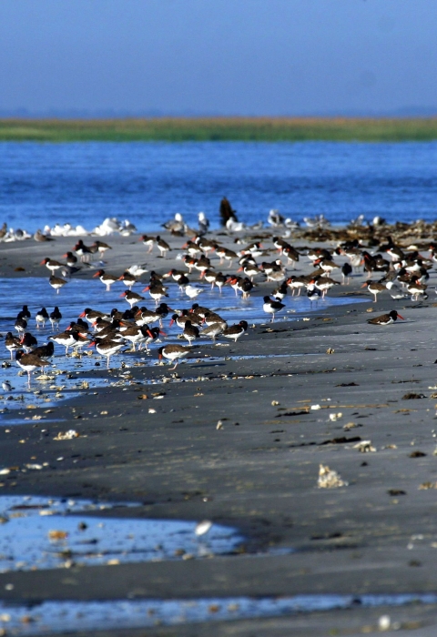 Shorebirds on the beach at Wolf Island NWR