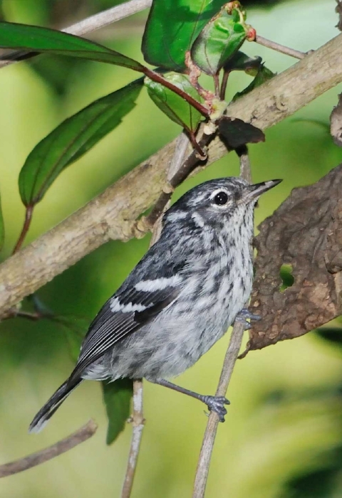 A small bird with grey and white feathers, perched on a tree branch.