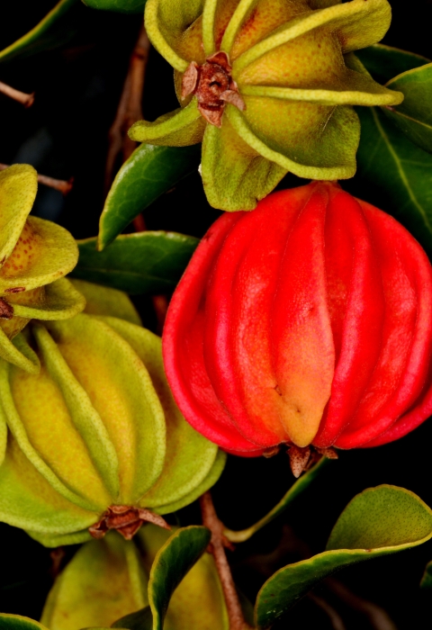 A plant with red and yellow bulbus leaves and green leaves.