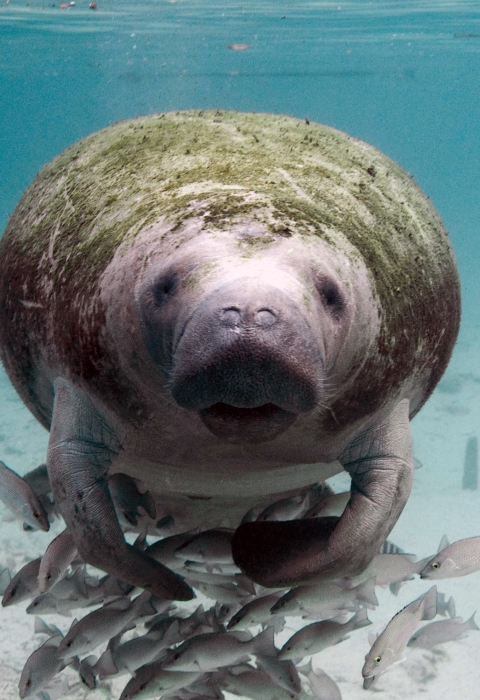 Florida manatee swims in shallow water toward camera.