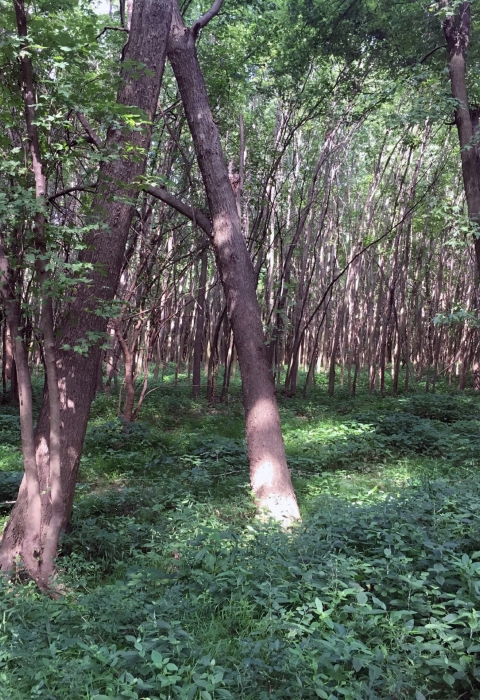 A forest composed of many small trees and a grassy/shrub understory