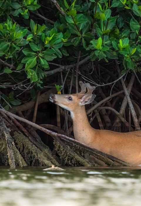 A Key deer buck feeding on red mangrove leaves in the water.