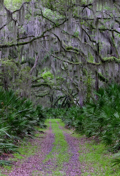 Trail through palmetto and spanish moss draped live oaks