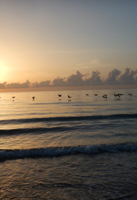 Sunrise over the ocean with birds on the horizon at NPR Hobe Sound NWR.