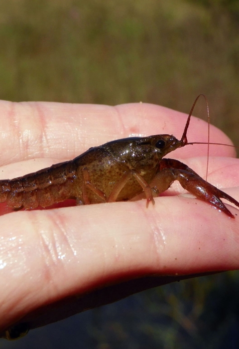 A hand holding a small lobster shaped crayfish.