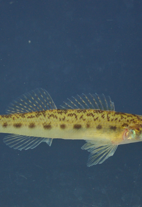 Tiny yellow fish with brown speckling