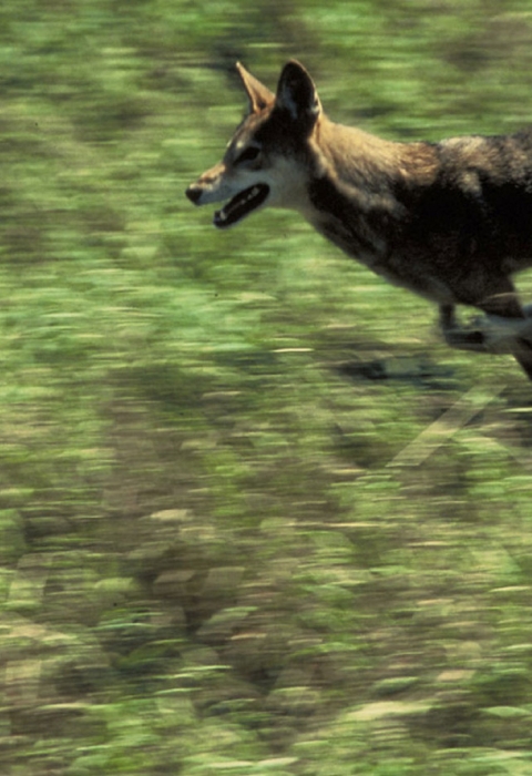 A red wolf in a full run on a grassy field.