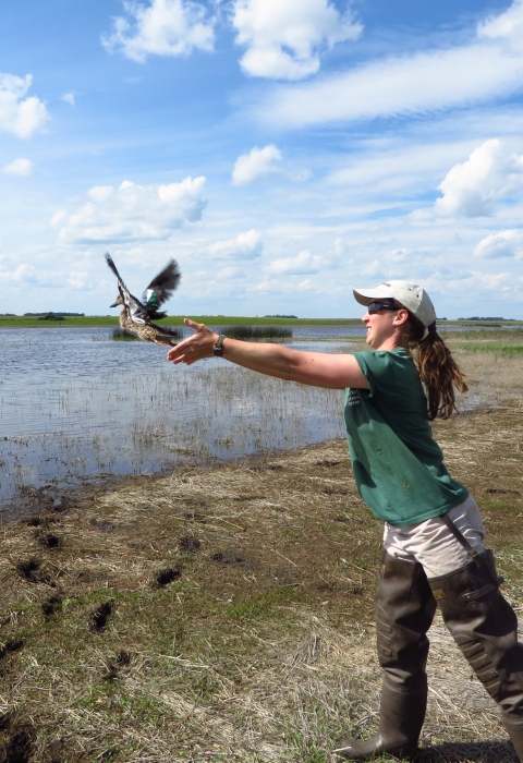 Releasing adult male blue winged teal after banding it