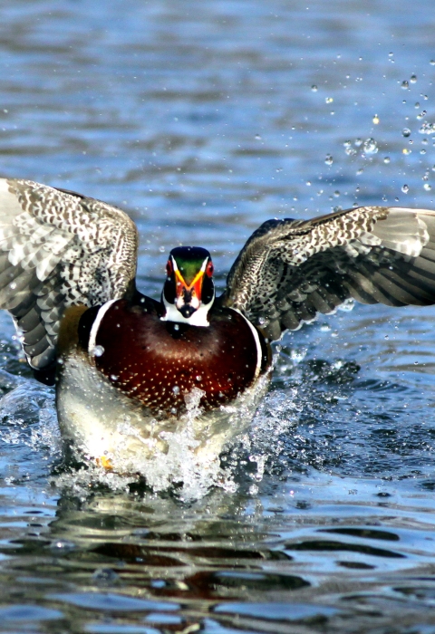 Wood Duck in flight over water