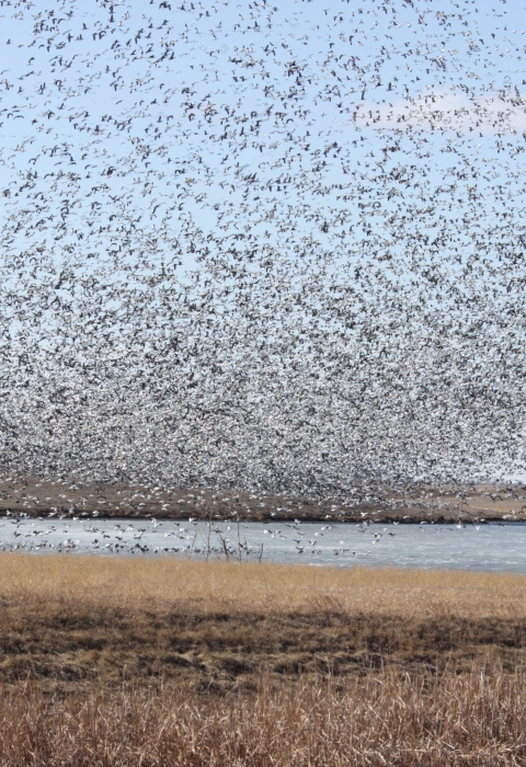 A large flock of snow geese swirling in unison as they descend upon a prairie wetland