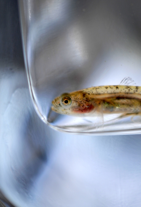 Close-up of a small fish resting at the bottom of a clear container.
