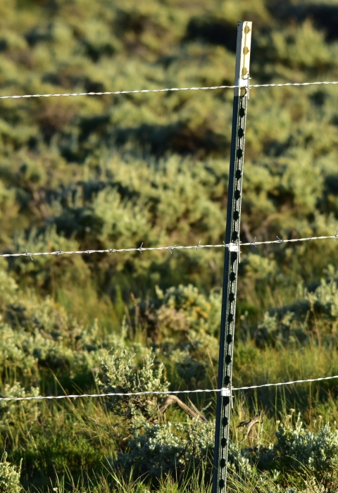 A close-up view of a wildlife fence with smooth wire on the top and bottom and barbed wire in the middle. Green vegetation can be seen in the background