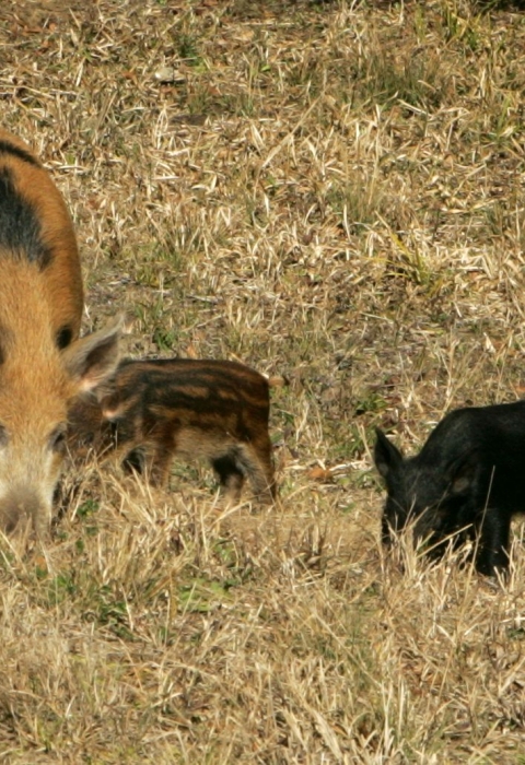 Half a dozen wild hogs feeding in a field of brown grass