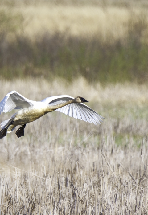 Trumpeter swan about to land in a wetland, with wings and legs outstretched. Background is tan to golden grasses and cattails, with the far background blurred and not in focus.
