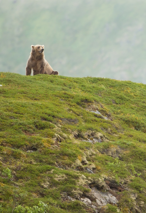 Kodiak bear sow and two cubs on a grassy ridgeline