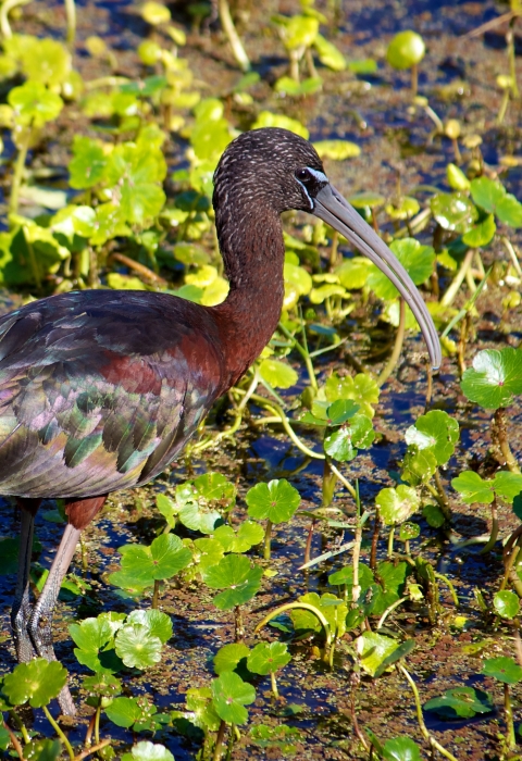 An image of a glossy ibis walking through mud and low vegetation.