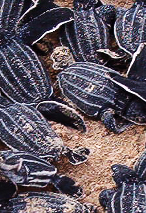 Leatherback Turtles heading to the ocean at Vieques National Wildlife Refuge
