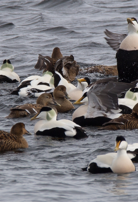 Flock of ducks with black and white bodies and heads on the water
