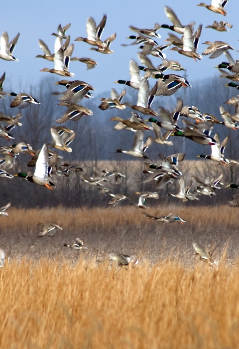 A flock of mallard ducks take flight over a winter wetland with brown grasses and leafless tress in the background
