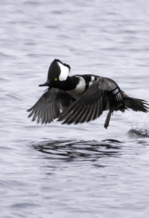 Male hooded merganser taking off of the water, with several splashes behind it.