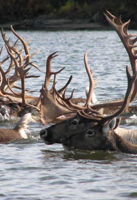A group of caribou swimming, with heads and antlers visible above the water