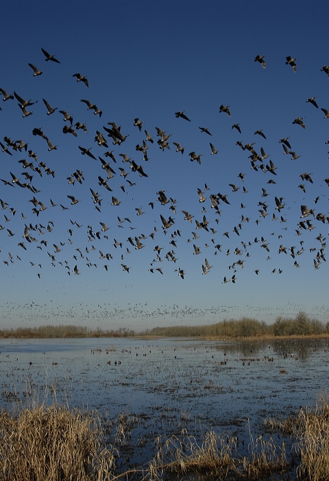 A flock of geese fly over McFadden's Marsh at William L. Finley National Wildlife Refuge
