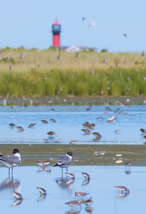 Shorebirds in shallow water with meadow and lighthouse in the background.