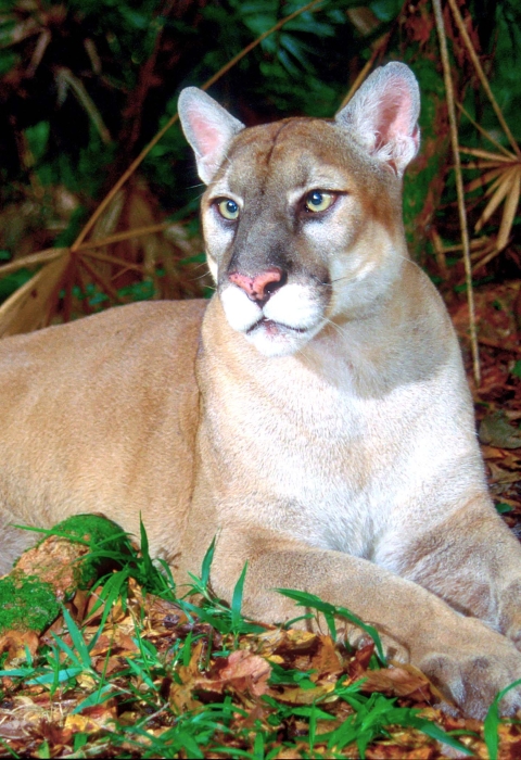cola rosado Residente Florida Panther (Puma concolor coryi) | U.S. Fish & Wildlife Service