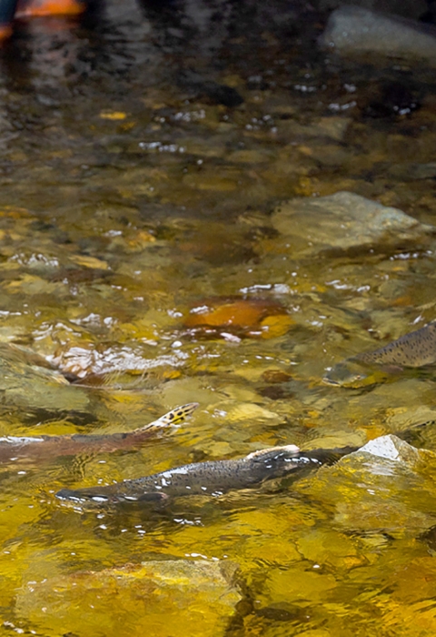 salmon migrating through a corrugated culvert with a natural channel 