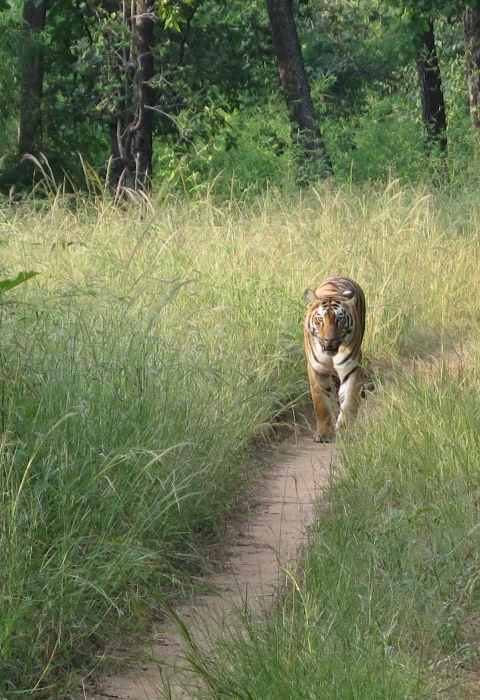 A tiger walks along a dirt road through tall grasses with forest in background