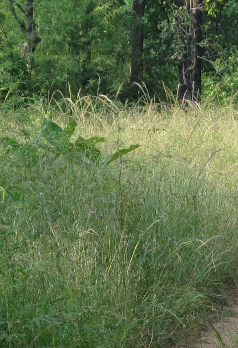 A tiger walks along a dirt road cutting through tall grasses, with forest in the background