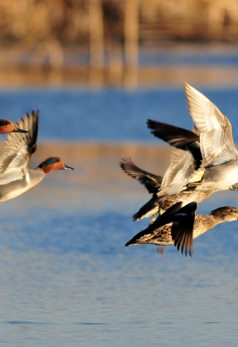 An image of green-winged teal flying over water.
