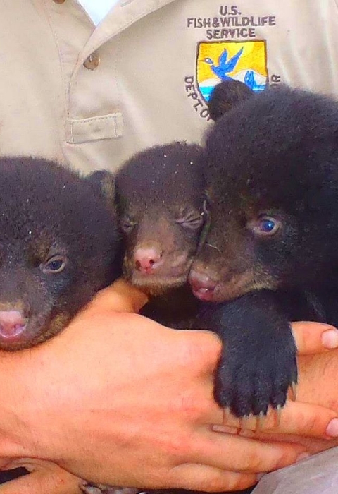 A wildlife biologist holding four small bear cubs in his arms