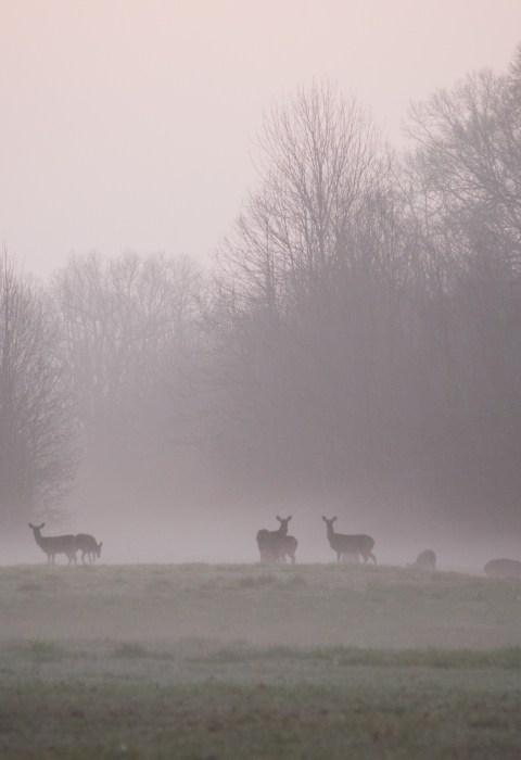 White-tailed deer in the fog