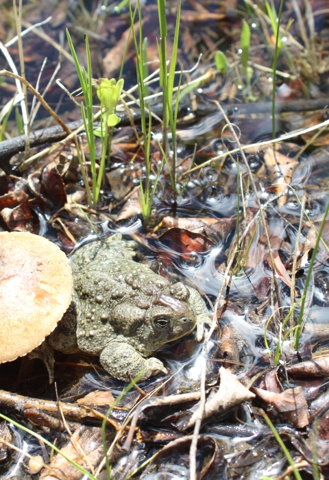 An endangered Wyoming toad hangs out under a toadstool.