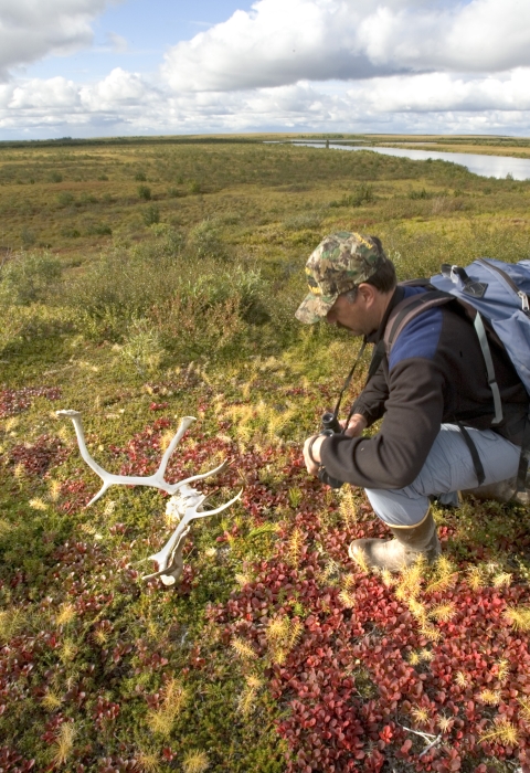 a man wearing a backpack crouches down to examine a caribou skull lying on the tundra
