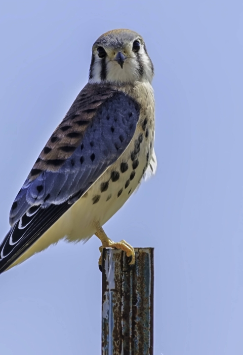 American kestrel perched on post with blue sky background